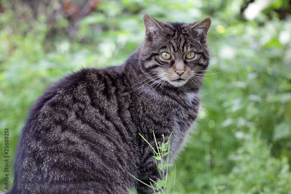 Scottish Wildcat from Scotland