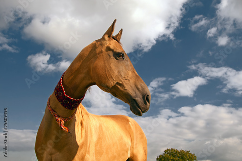 golden horse of turkmenistan photo