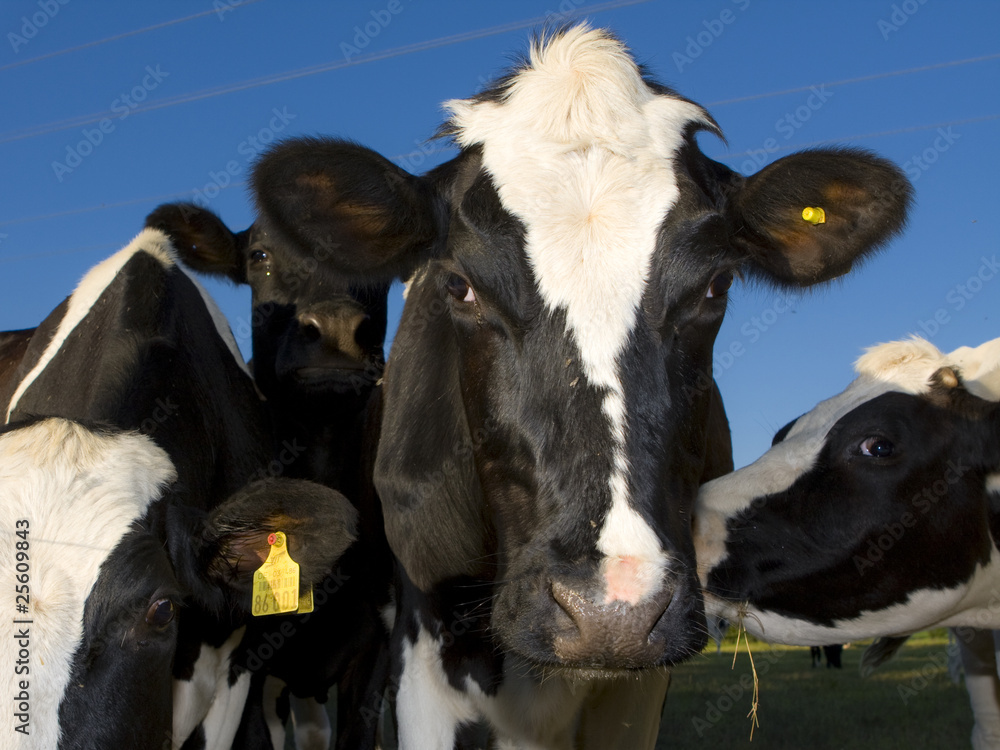 Kuh, Milch Stock Photo | Adobe Stock