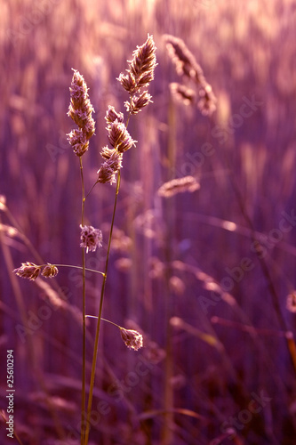 Spiegelndes Gras