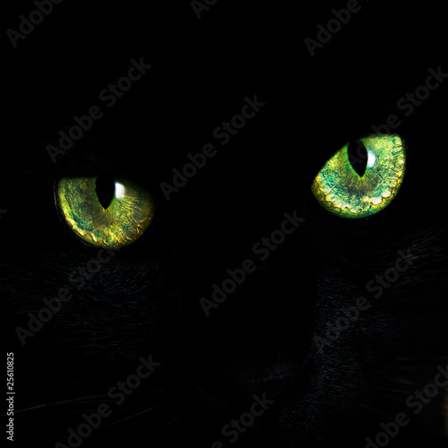 Eyes of a black cat