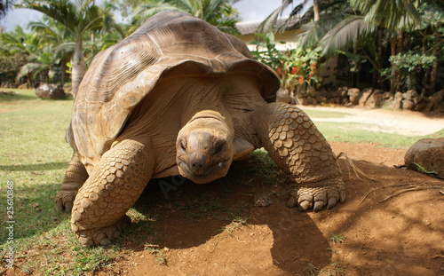 Giant tortoise