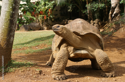 Giant tortoise