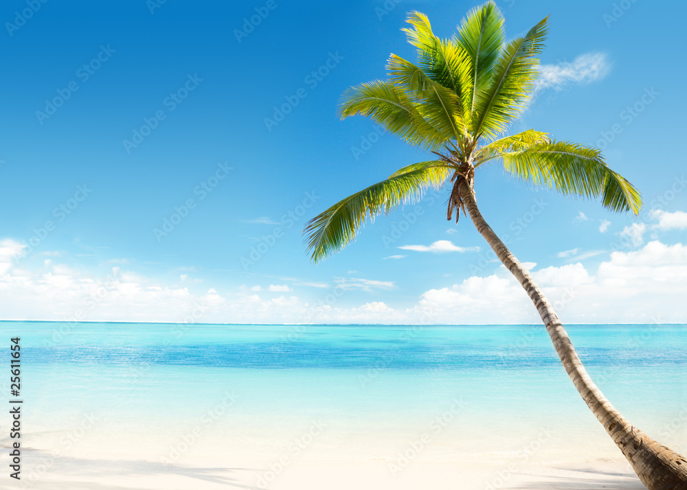 Caribbean sea and coconut palm