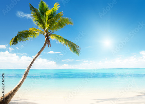 Fototapeta Naklejka Na Ścianę i Meble -  Caribbean sea and coconut palm