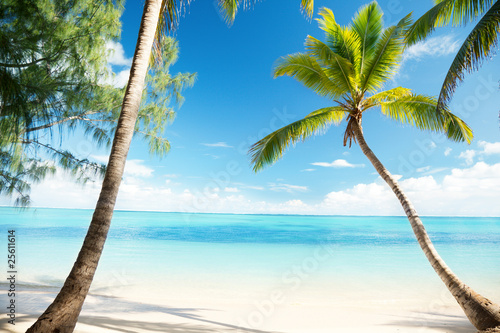 Fototapeta Naklejka Na Ścianę i Meble -  Caribbean sea and coconut palm