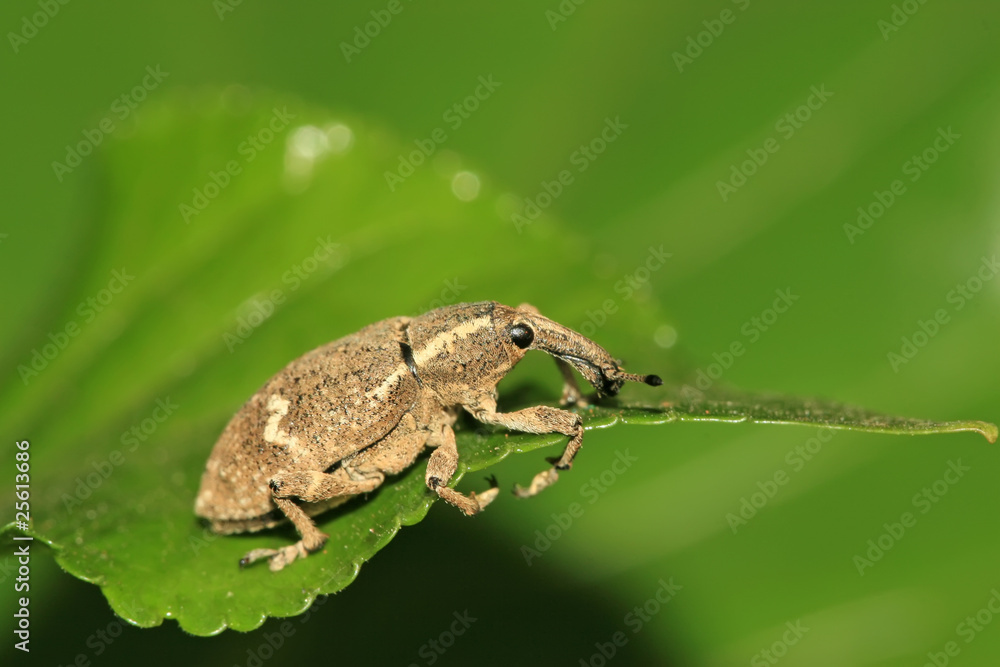 Obraz premium weevil
