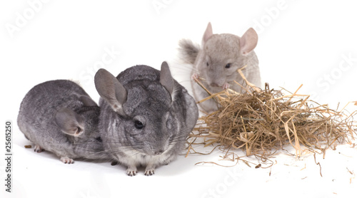 famille de chinchillas qui mangent du foin photo