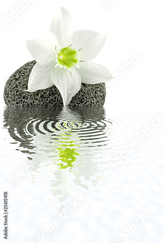 Fototapeta Naklejka Na Ścianę i Meble -  lys de l'Annonciation sur galet noir basalte, fond blanc