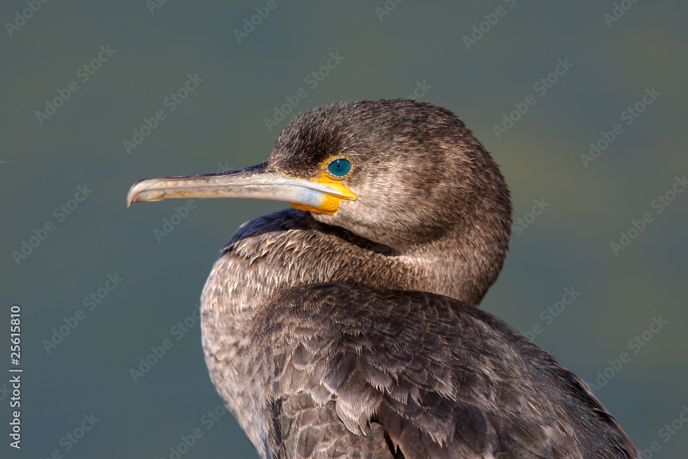 Fototapeta premium Cape Cormorant