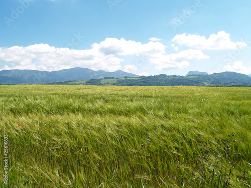 Getreidefeld mit Hochries und Heuberg