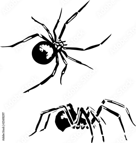 spiders vector