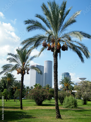 Tel Aviv Volovelski-Karni Garden Palms 2010