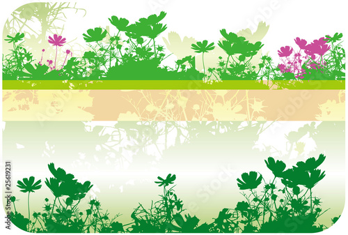 field of flowers - cosmos 3