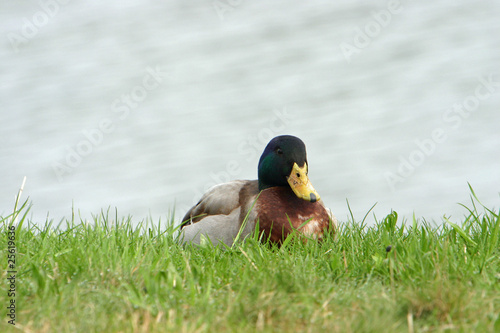 duck photo