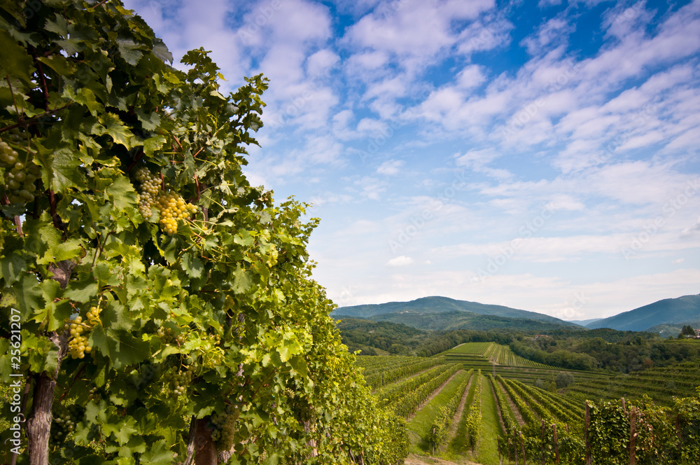 Green vineyard fields in Collio, Friuli, in Italy