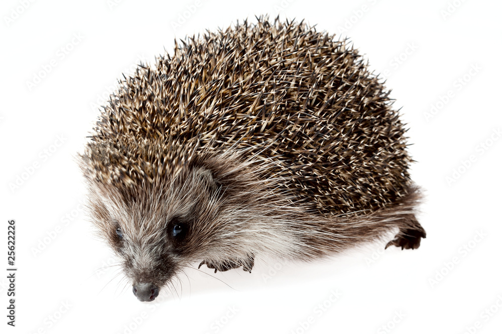 hedgehog hedgehog