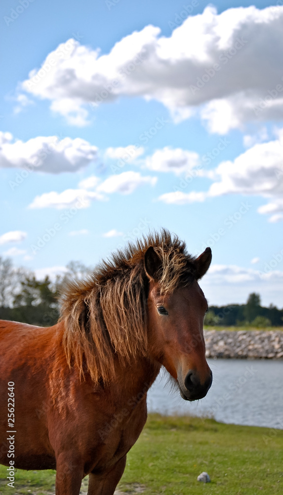 Fototapeta premium Cheval danois à sang chaud