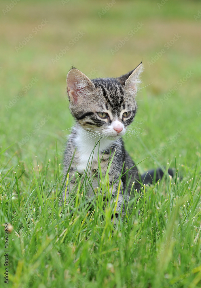 Cat on the grass