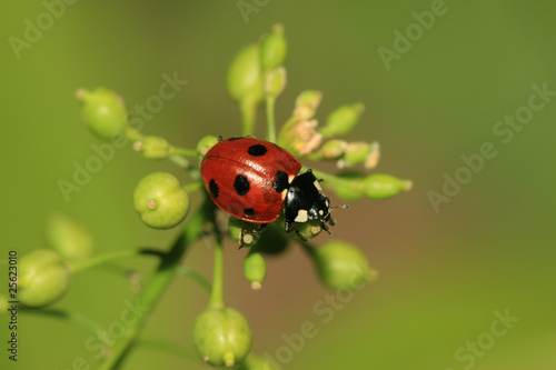 ladybug © zhang yongxin