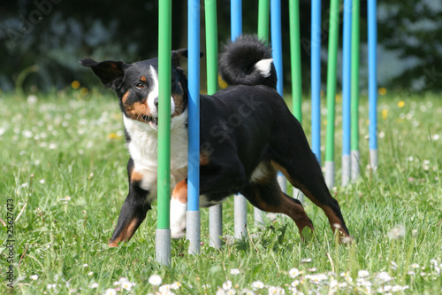 Billede på lærred Agility - Appenzeller im Slalom
