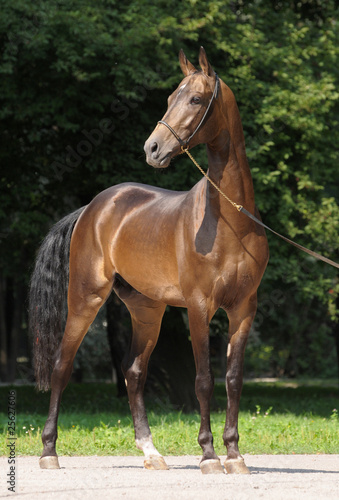 Akhal-teke stallion © regataFly