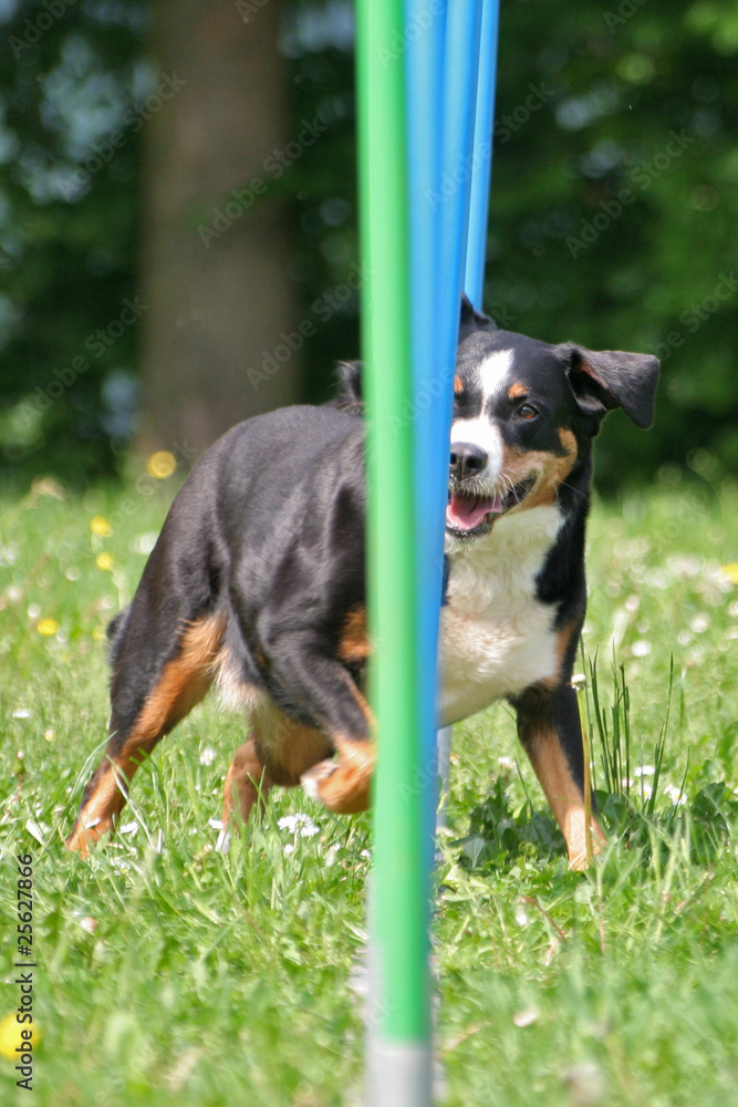 Appenzeller Sennenhund im Slalom Appenzeller Sennenhund im Slalom