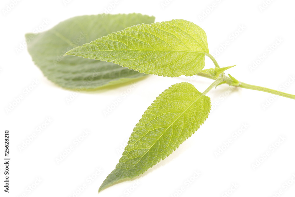 Fototapeta premium Green Leaves