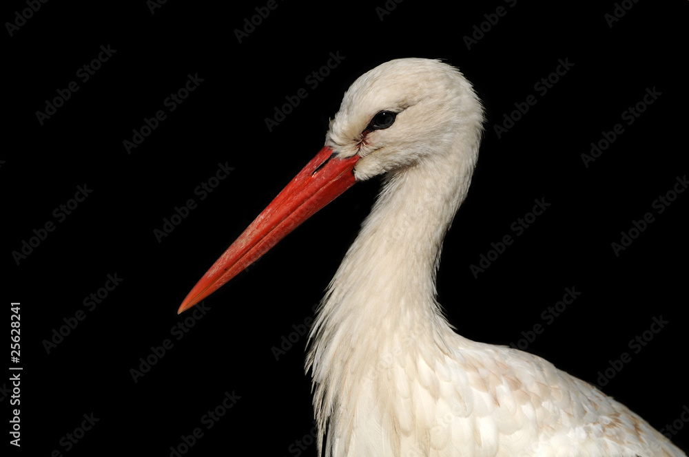 Fototapeta premium Storch