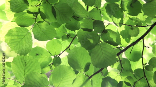 green leaves