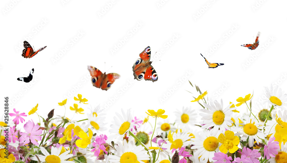 Fototapeta premium flowers and butterflies