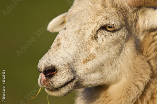 Schafe Heidschnucke Schafbock