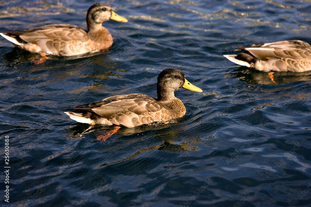Ducks in water. Ducks in water.