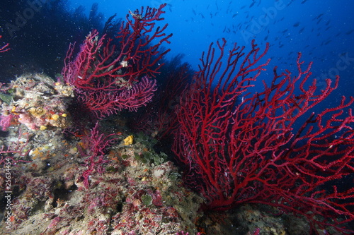 gorgonia rossa acquario