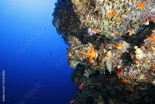 Fototapeta Naklejka Na Ścianę i Meble -  stella marina rossa acquario