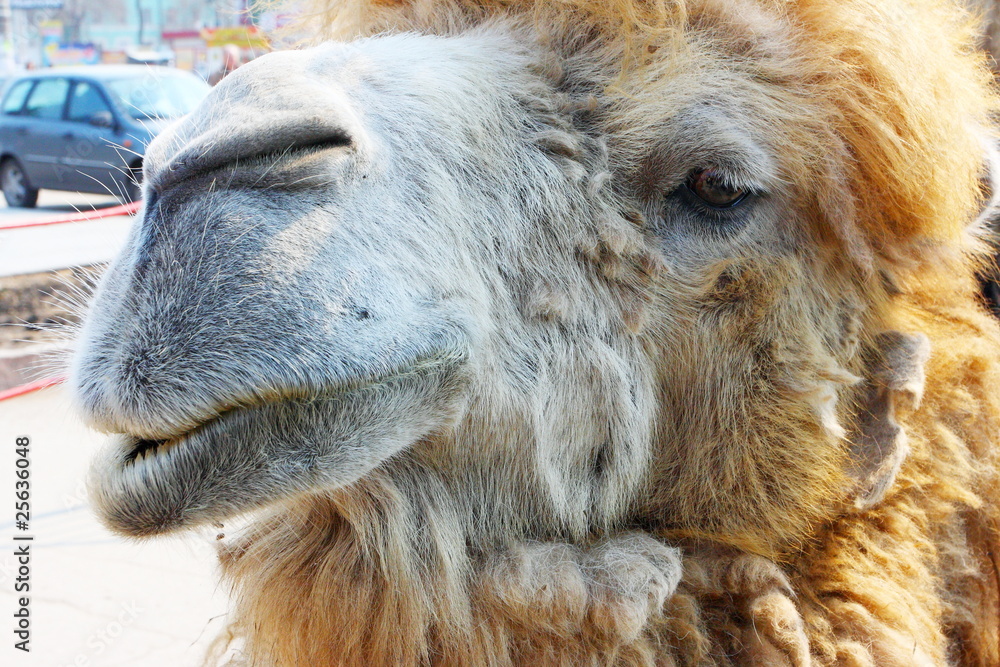 Bactrian camel portrait Bactrian camel portrait