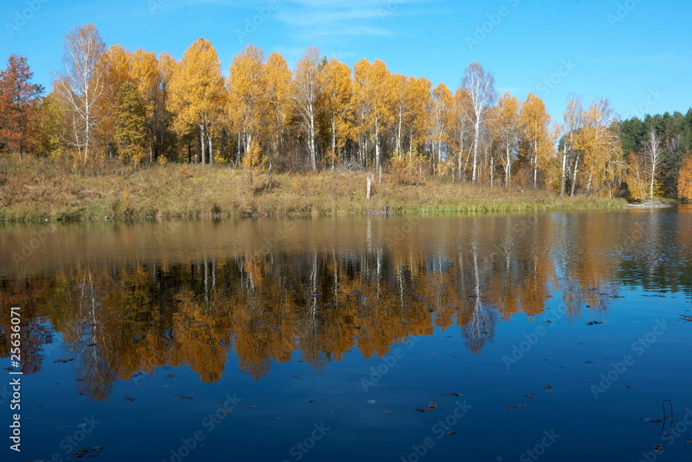 Reflection of the autumn birch trees in the pond in a sunny day