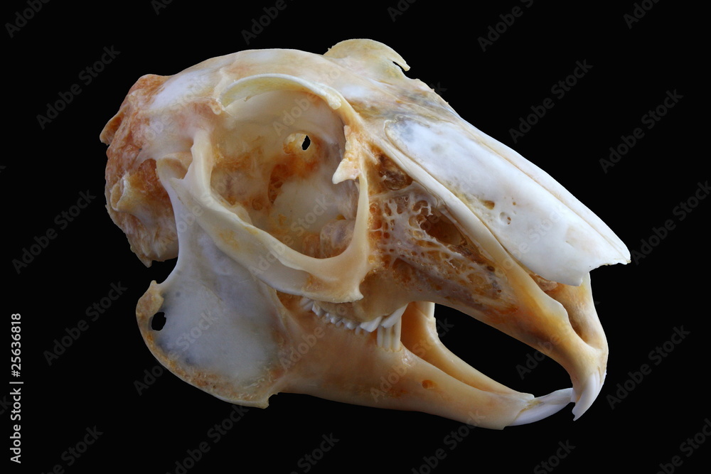 Naklejka premium Isolated European brown hare (Lepus europaeus)