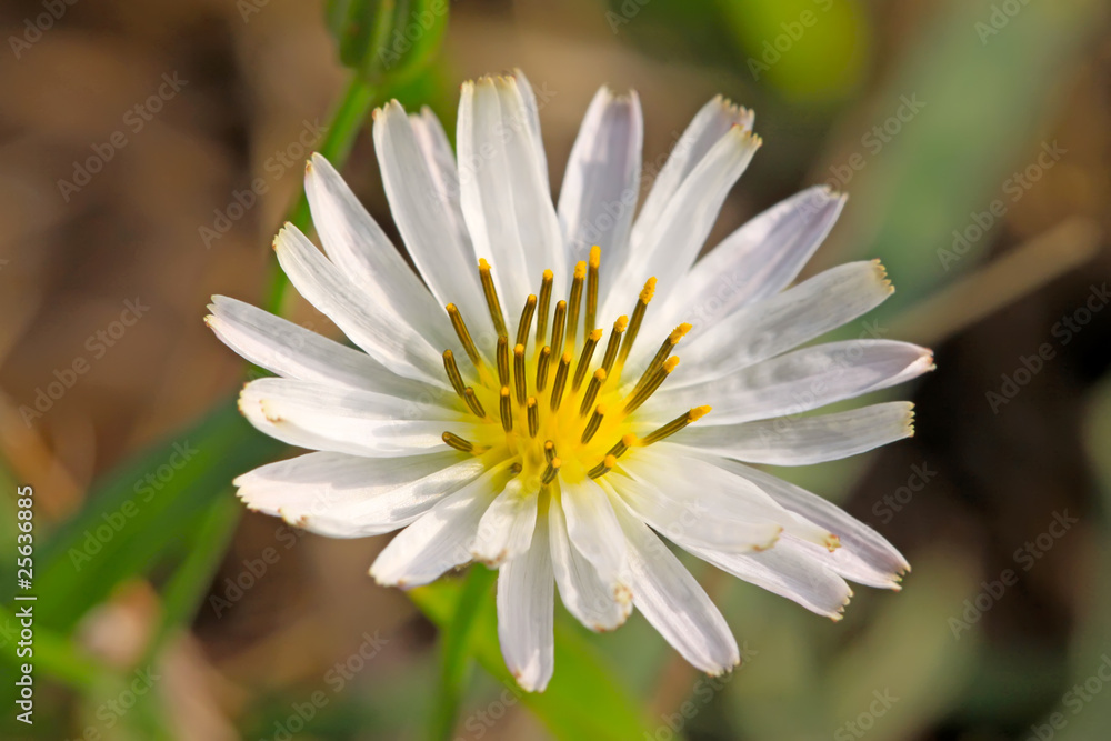 lactuca indica