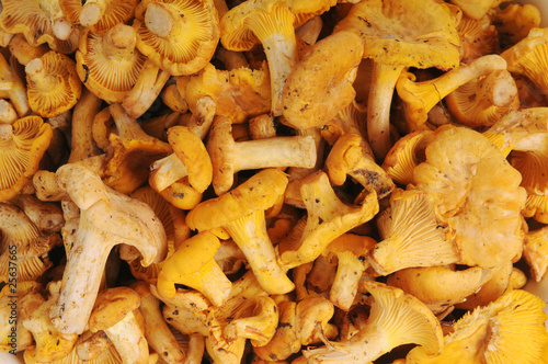 Yellow chanterelle mushrooms in close-up