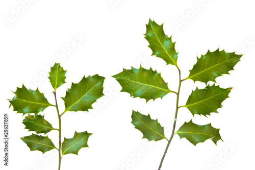 Holly leaves isolated on a white background