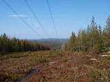 Power line in the northern forest lanscape