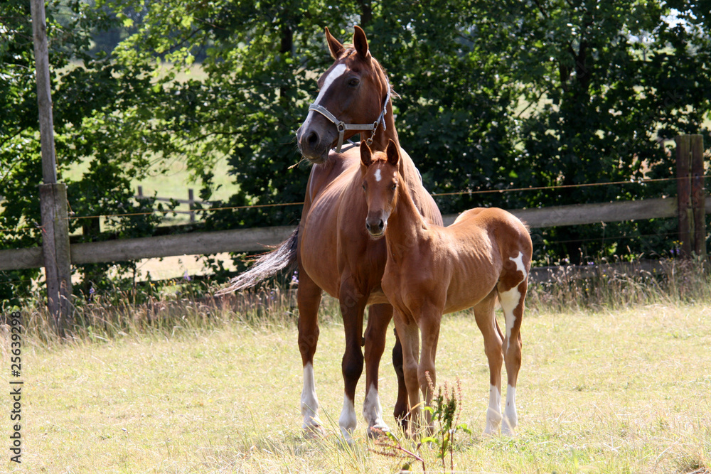 Fototapeta premium Westfalia