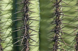 Saguaro Closeup