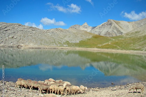 Le reflet du Mont Pelat (3050 m) dans le lac des Garrets photo