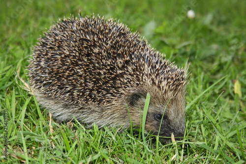 Hedgehog in the grass on a late summers day