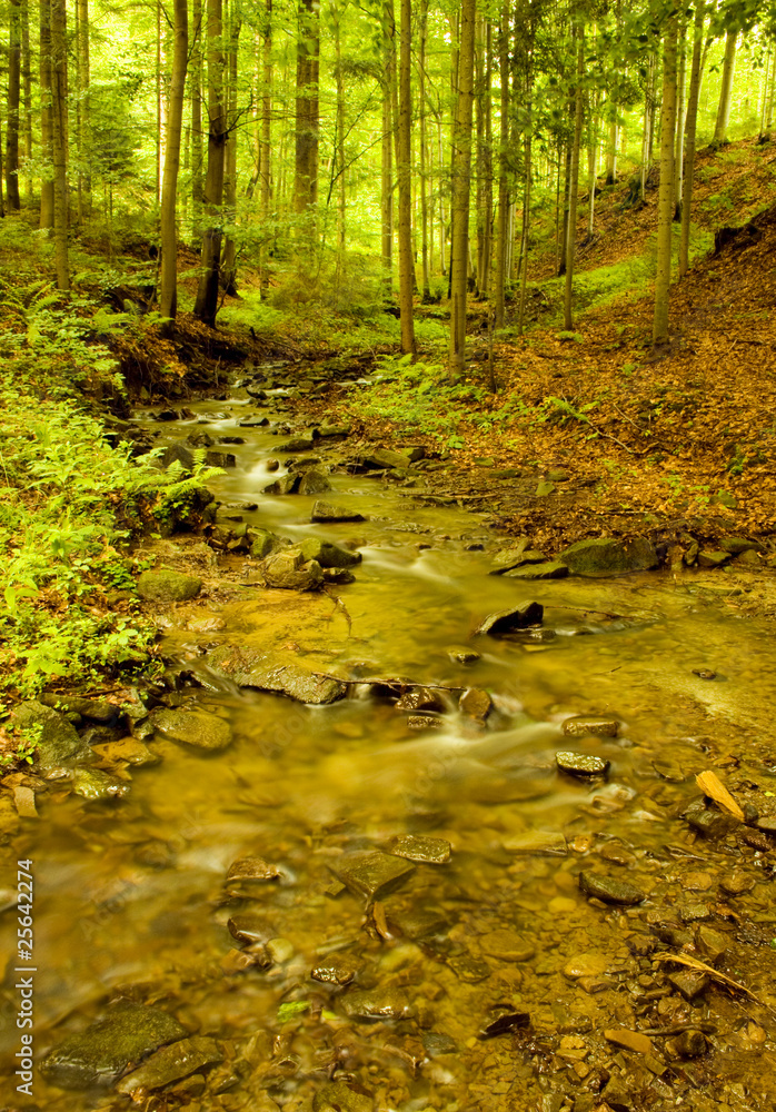 Fototapeta premium Leśny potok