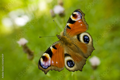 Fototapeta Piękny motyl rusałka pawik na kwiatku