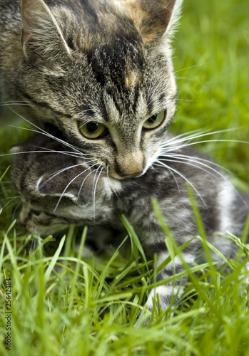 Mały kotek z kocicą w ogrodzie