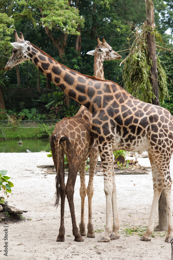Obraz premium Giraffe